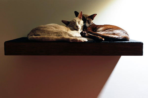 Krib - Wall mounted cat bed - david rotstein